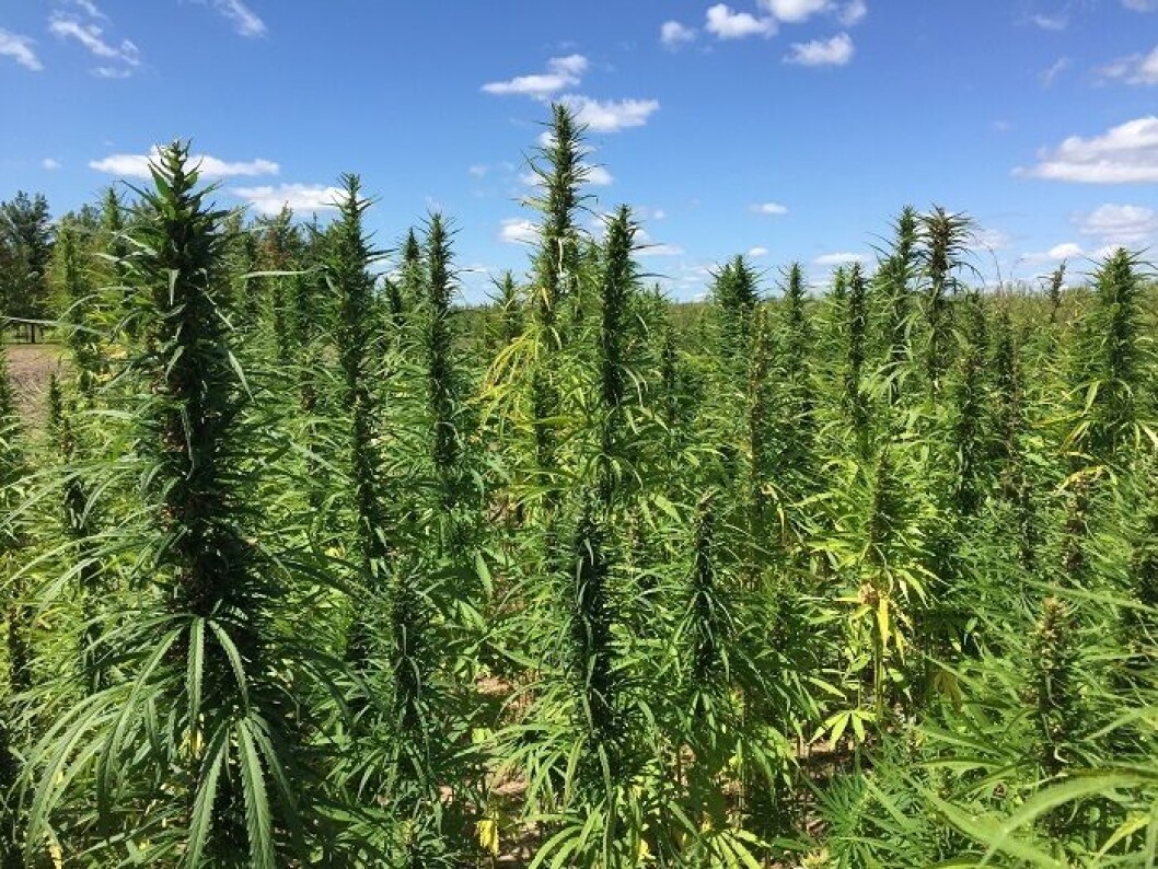 Hemp field. Image: Friends of Hemp Hemp field. Image: Friends of Hemp