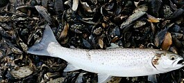 High sea lice levels ‘will kill wild salmon and trout’