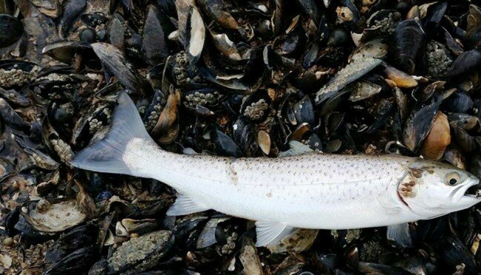 A sea trout with sea lice. Norway’s Institute of Marine Research has warned that fish could die as lice levels rise. Image: Andrew Davies.