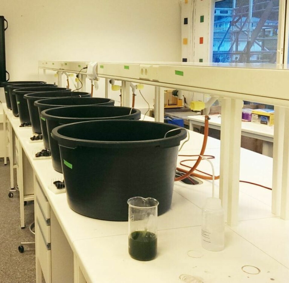 Experiments took place in tubs in a lab, where mussels devoured half the larvae. Photo: NTNU