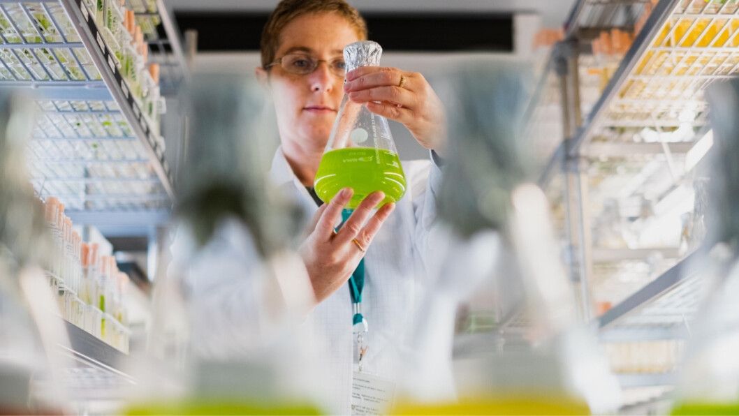 Work taking place at the Culture Collection of Algae and Protozoa at SAMS. A new Algal Research, Innovation and Environmental Science Centre will boost capability. Photo: SAMS. Work taking place at the Culture Collection of Algae and Protozoa at SAMS. A new Algal Research, Innovation and Environmental Science Centre will boost capability. Photo: SAMS.