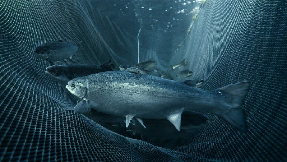 Humane slaughter: in good taste