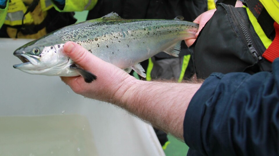A mass testing tool could quickly detect a range of cardiac conditions in salmon. Photo: SAIC