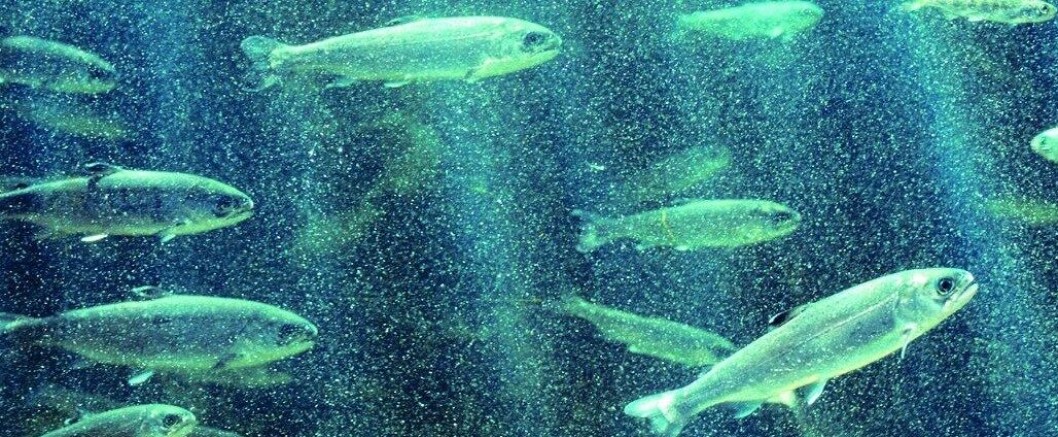 Huon Aquaculture has grown to become second largest salmon producer in Tasmania. Huon Aquaculture has grown to become second largest salmon producer in Tasmania.