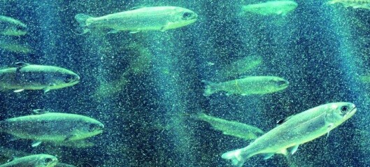 Huon plans first salmon nursery