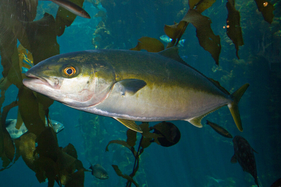 Huon lost 20,000 yellowtail kingfish in rough weather last week. Photo: Brian Gratwicke/Creative Commons