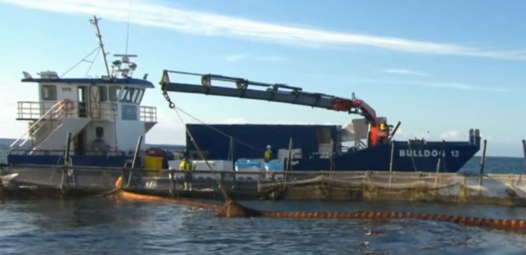 The first yellowtail kingfish grown at a trial site four miles off the Australian coast have been harvested by Huon. Video grab: Huon The first yellowtail kingfish grown at a trial site four miles off the Australian coast have been harvested by Huon. Video grab: Huon