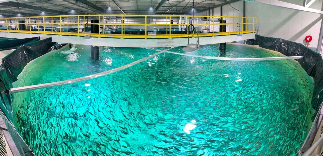 Young fish at Huon's Whale Point nursery. The smolts will be grown to 500g before being put into the sea. Photo: Huon / Patrick Tigges. Young fish at Huon's Whale Point nursery. The smolts will be grown to 500g before being put into the sea. Photo: Huon / Patrick Tigges.