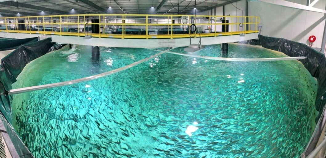 Inside Whale Point nursery, where fish are being grown to around half a kilo. Photo: Patrick Tigges / Billund Aquaculture.