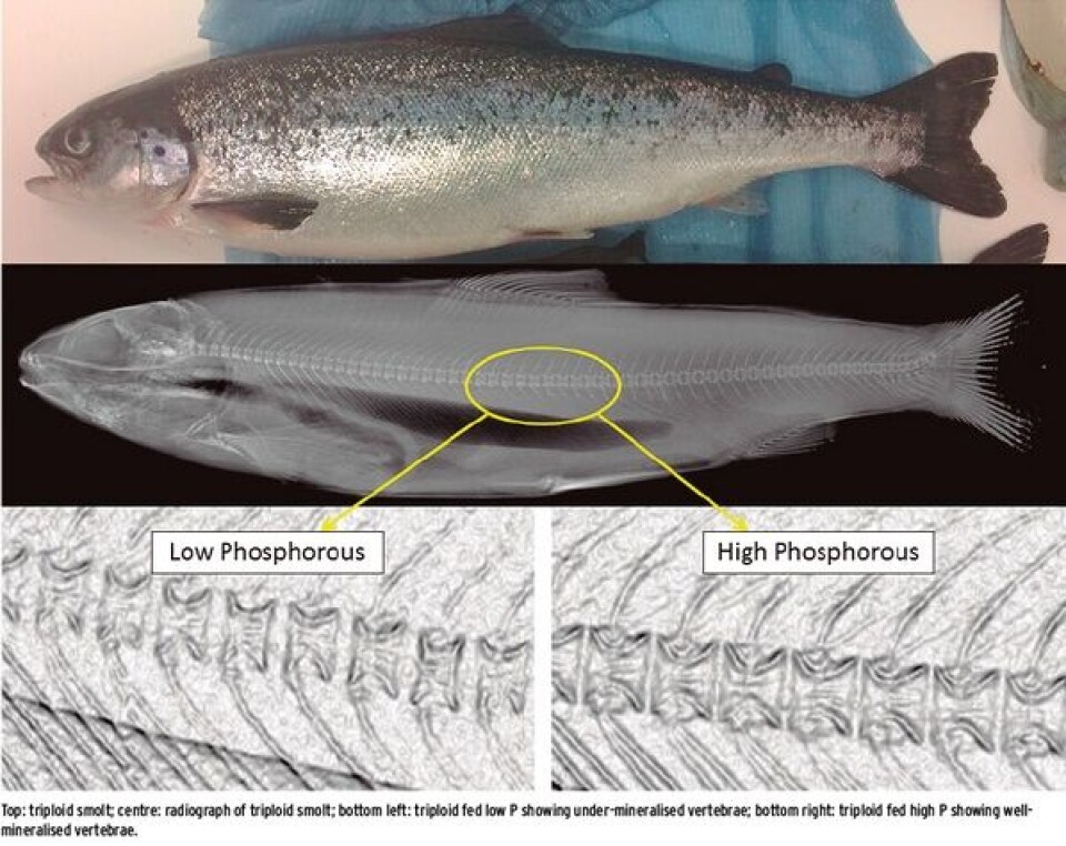 Dietary enrichment to address triploid Atlantic salmon malformations and improve performance
