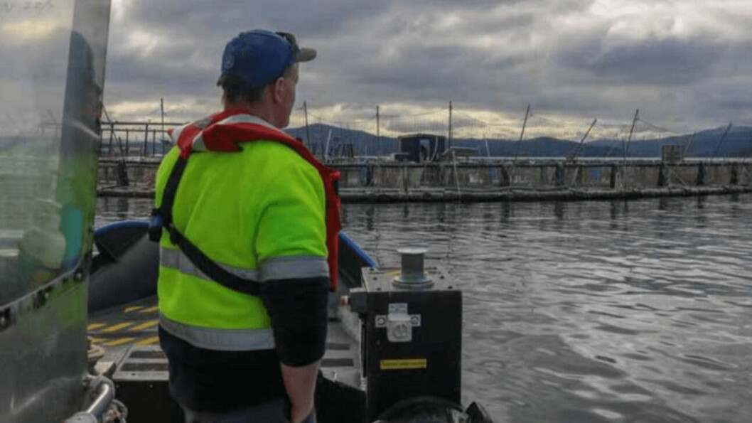 Huon has slowed harvesting because of the impact on Covid-19 restrictions on the market. Photo: Huon. Huon has slowed harvesting because of the impact on Covid-19 restrictions on the market. Photo: Huon.