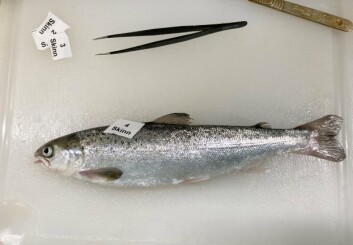 The experiments showed that rapidly growing fish develop thicker skins earlier than fish that take longer to start feed intake. Photo: Sissel Albrektsen © Nofima. The experiments showed that rapidly growing fish develop thicker skins earlier than fish that take longer to start feed intake. Photo: Sissel Albrektsen © Nofima.
