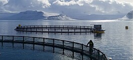 Icelandic Salmon buys hatcheries as it eyes 7,000t volume increase