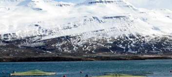 Icelandic salmon farmer set to triple production