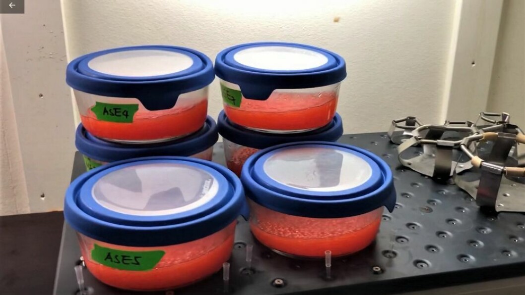 Icelandic scientists are working on treating eggs to produce fish that never become sexually mature. Photo: RUV.is Icelandic scientists are working on treating eggs to produce fish that never become sexually mature. Photo: RUV.is