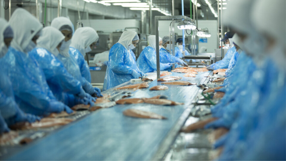 A Salmones Austral processing plant in Quellon. The company sold 25% more fish in Q3 2020 than Q3 2019 but got much less revenue. Photo: Salmones Austral.