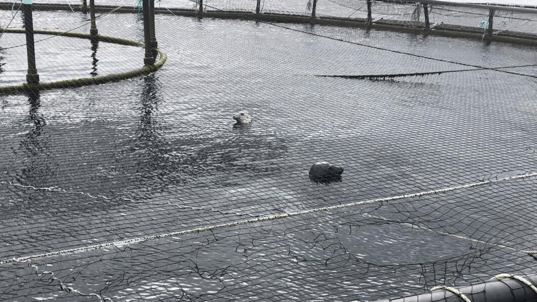 Seals inside a pen after biting through the top bird protection netting. Click on image to enlarge. Photo: SSPO. Seals inside a pen after biting through the top bird protection netting. Click on image to enlarge. Photo: SSPO.