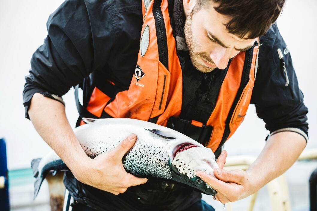 Gill health is a priority issue in Scotland and other salmon farming countries. Photo: SSF. Gill health is a priority issue in Scotland and other salmon farming countries. Photo: SSF.