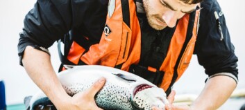 Scottish Sea Farms to lead second gill health project