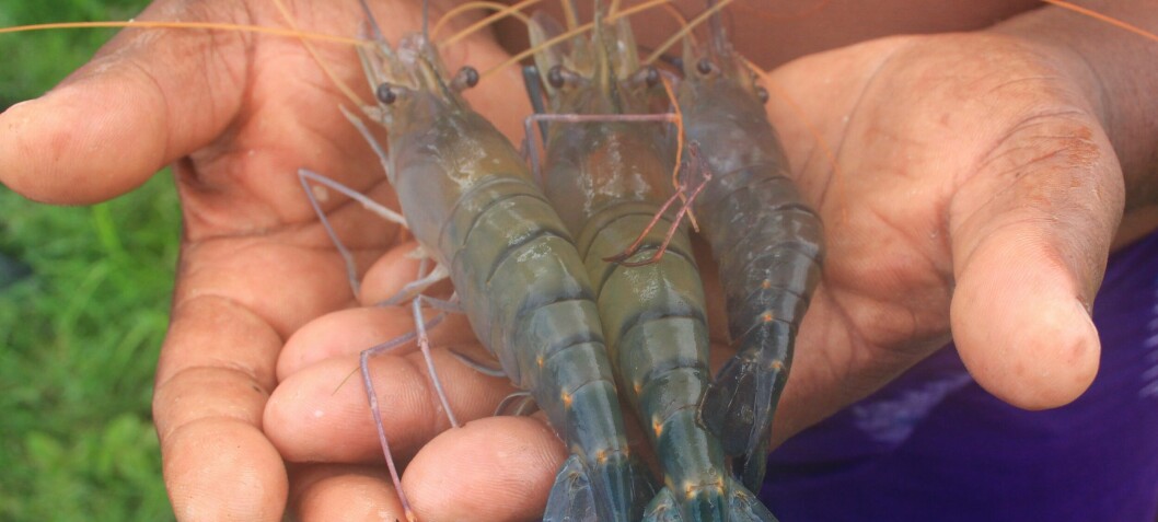 Imported shrimp is safe say Scottish university scientists