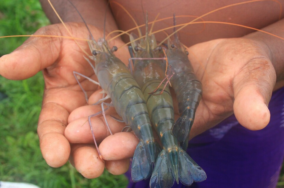 Imported shrimp has an undeserved reputation for low quality, according to IoA researchers. Photo: University of Stirling
