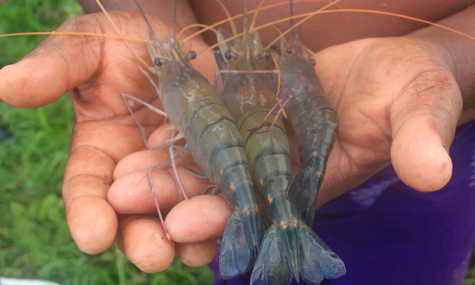 More than 40 billion shrimp are grown annually, but many are not slaughtered humanely, says the Shrimp Welfare Project.