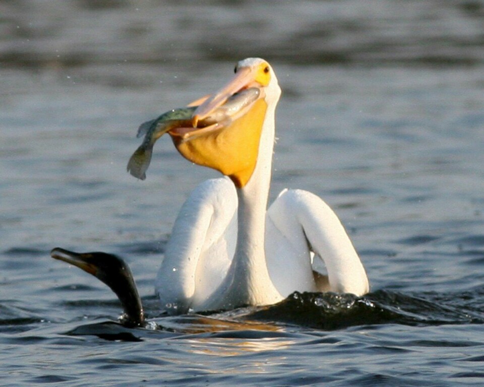 Fishing has a much smaller impact on predators such as pelicans than has previously been stated.