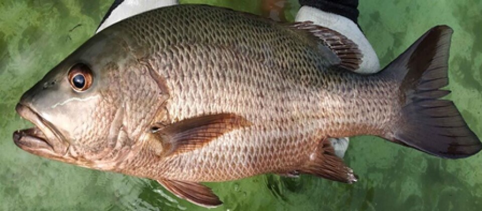 A consistent supply of mangrove red snapper fingerlings will soon be available to Indian fish farmers. Photo: ICAR-CIBA.