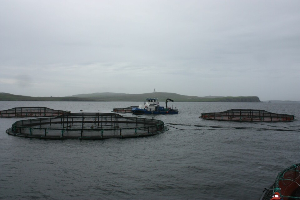 A Scottish Sea Farms site in Shetland. SalMar owns 50 per cent of Norskott Havbruk, which in turn owns 100 per cent of Scottish Sea Farms. Image: Rob Fletcher.