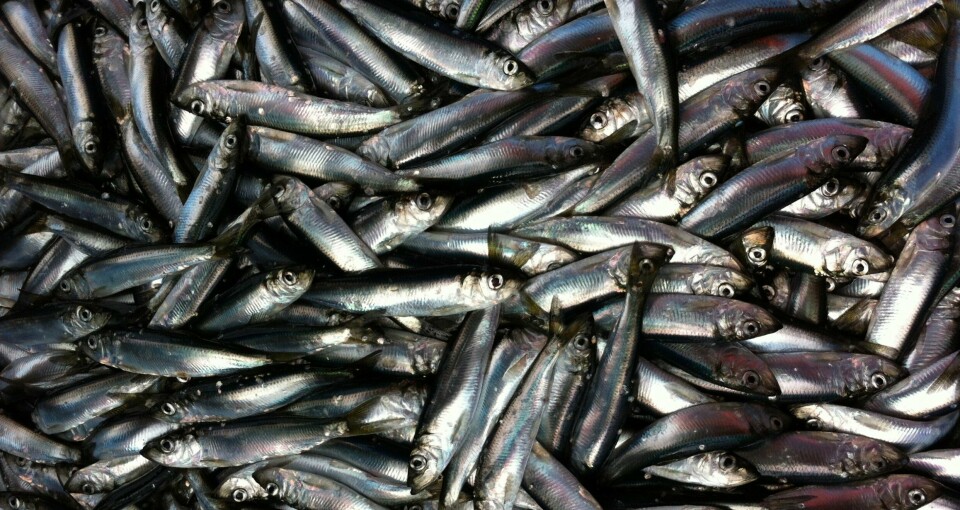 NAPA wants sustainable quotas for herring, pictured, mackerel, and blue whiting.