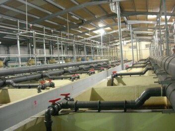 Valenciana de Acuicultura (ValAqua), sited in Puzol, north of Valencia, was established in 1984 and expanded in 1995. Photo: ValAqua. Valenciana de Acuicultura (ValAqua), sited in Puzol, north of Valencia, was established in 1984 and expanded in 1995. Photo: ValAqua.