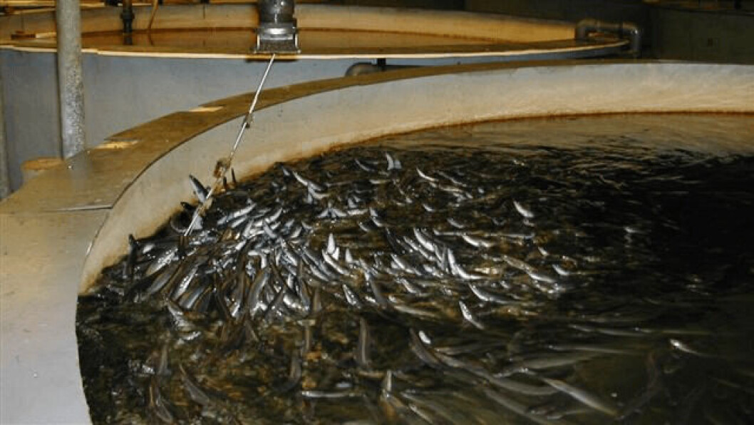 Feeding time for eels at Valenciana de Acuicultura (ValAqua), sited in Puzol, north of Valencia, Spain. Photo: ValAqua. Feeding time for eels at Valenciana de Acuicultura (ValAqua), sited in Puzol, north of Valencia, Spain. Photo: ValAqua.