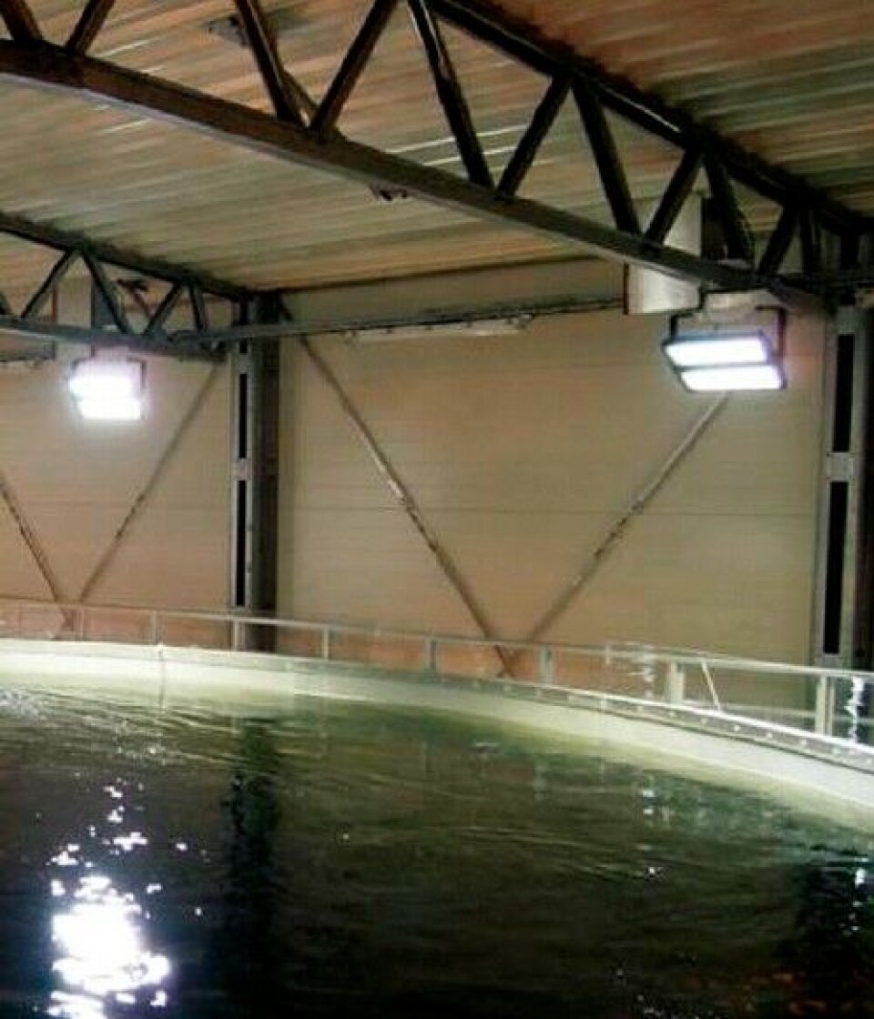 Effect of LED lighting on juvenile Atlantic salmon prior to sea transfer