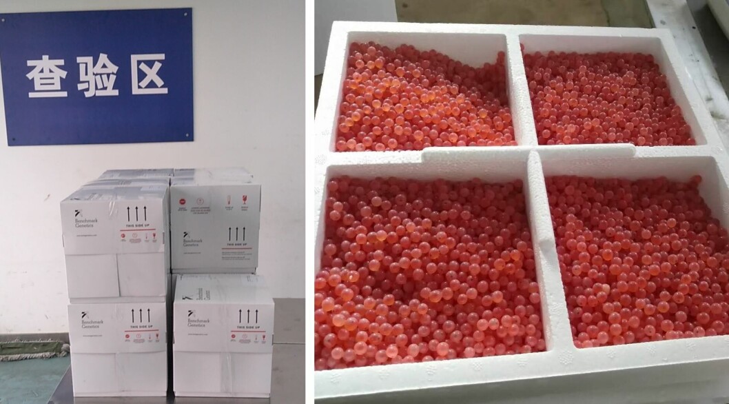 StofnFiskur was able to successfully send ova to three customers in China despite difficult logistics. Photos: Benchmark Genetics. StofnFiskur was able to successfully send ova to three customers in China despite difficult logistics. Photos: Benchmark Genetics.