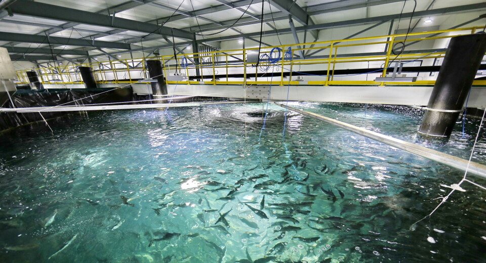Billund Aquaculture has not been able to find sufficient capital for further operations.