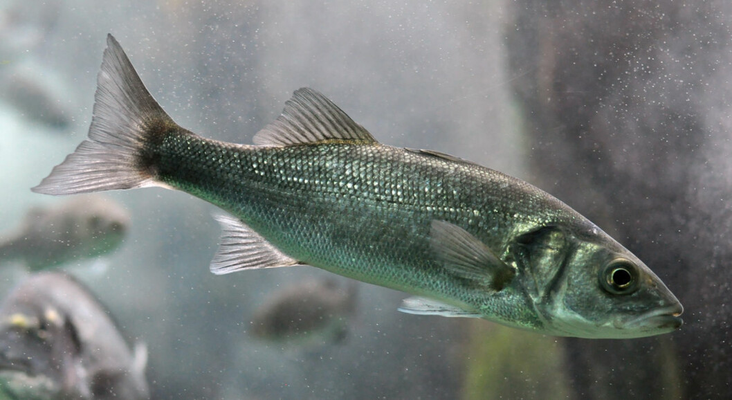 ICTHIOVAC VR/PD is intended to confer comprehensive protection against vibriosis and pasteurellosis in sea bass. Image: Citron ICTHIOVAC VR/PD is intended to confer comprehensive protection against vibriosis and pasteurellosis in sea bass. Image: Citron
