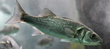 Injectable vaccine for sea bass diseases unveiled