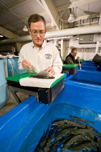 USDA fish physiologist Gibson Gaylord (foreground) collects blood from rainbow trout to measure plasma amino acid levels in fish fed diets containing an alternative ingredient, such as barley protein concentrate. Technician Jason Frost nets trout for the analysis. Photo: Steve Ausmus USDA/ARS