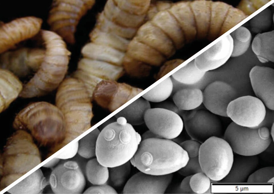 Insect and yeast protein could improve intestinal bacterial richness