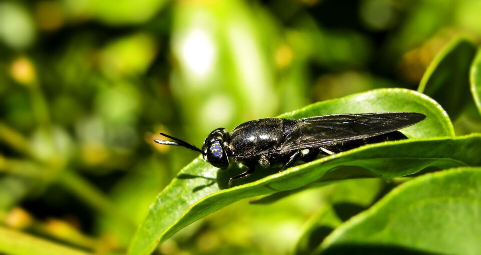 The EU has given permission for insects to be used in aquaculture feed from next month. Picture: Protix