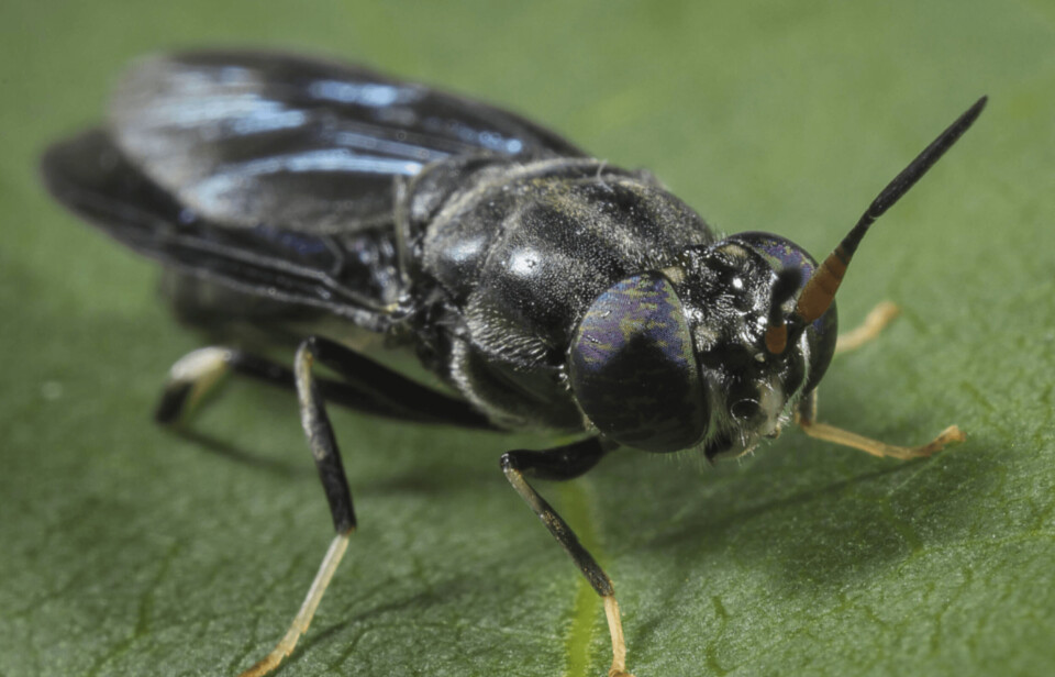 A method developed by researchers in Portugal can identify inclusions of just 0.24% of black soldier fly, pictured, and mealworm in analysed products, ensuring authenticity even in processed formulations. Lack of reliable tools to verify the composition of insect-based products has been seen as a barrier to wider adoption.