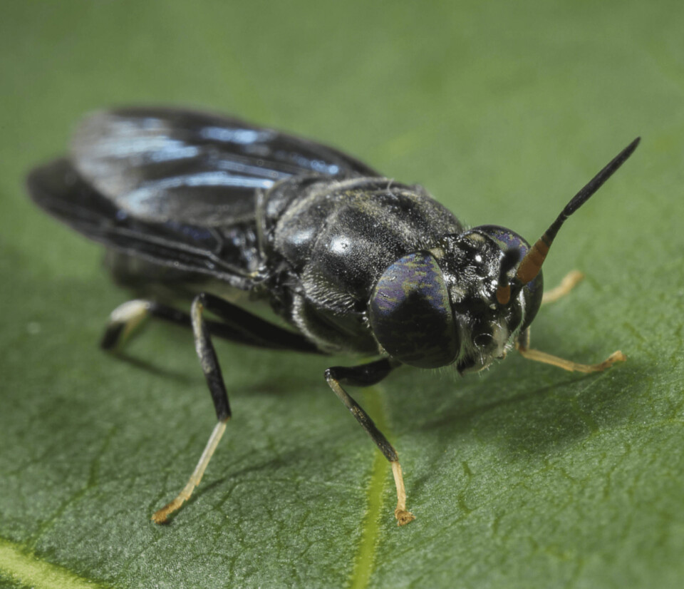 A black soldier fly (hermetia illucens). BSF larvae are processed to make proteins and lipids. Photo: Protix.
