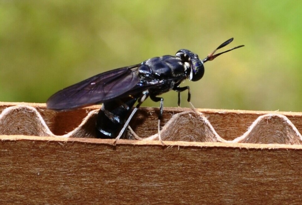 A black soldier fly laying eggs in corrugated cardboard.