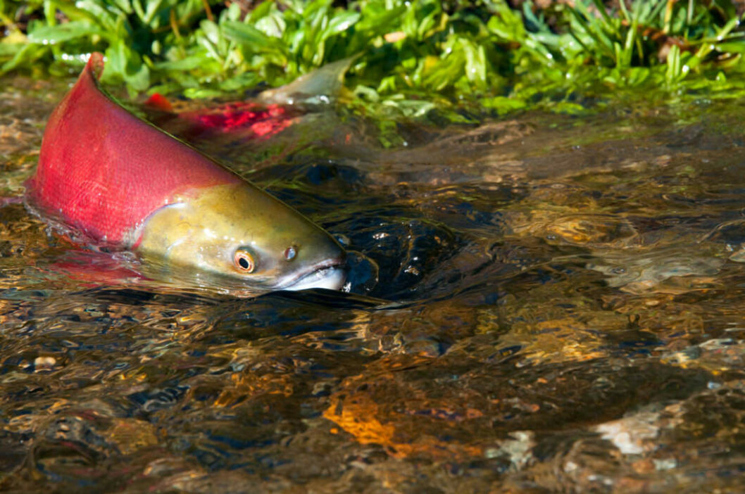Canadian salmon swims up stream. Image: Department of Fisheries and Oceans/Canada Canadian salmon swims up stream. Image: Department of Fisheries and Oceans/Canada
