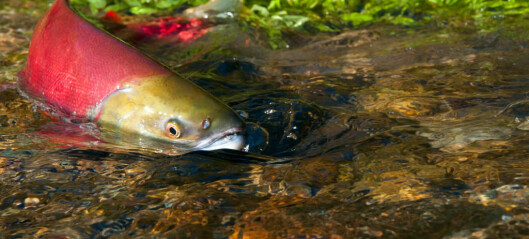 PRV has minimal threat to wild salmon in Canada