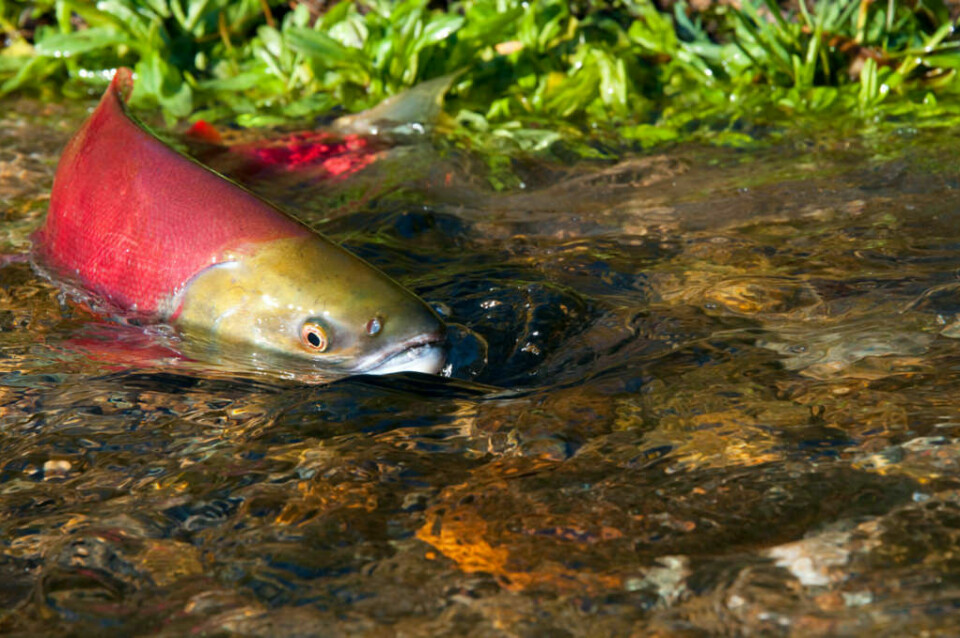 Canadian salmon swims up stream. Image: Department of Fisheries and Oceans/Canada