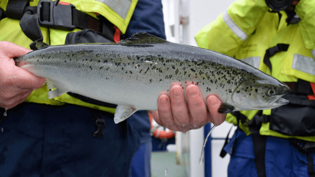 Checking a fish for sea lice. Checking a fish for sea lice.