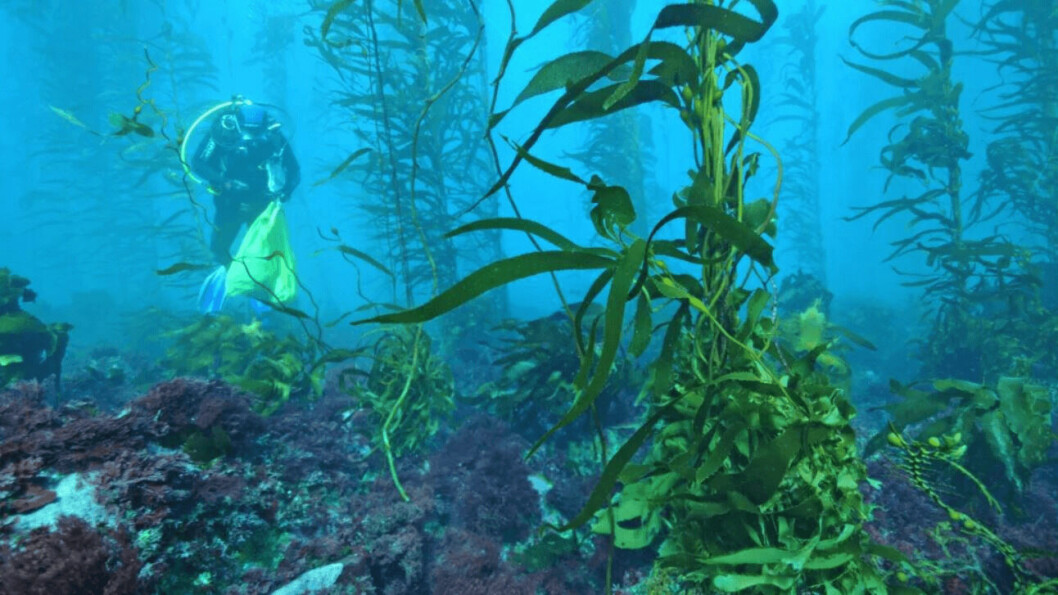 Tasmania's giant kelp forests have almost disappeared because of warming seas. Photo: IMAS.
