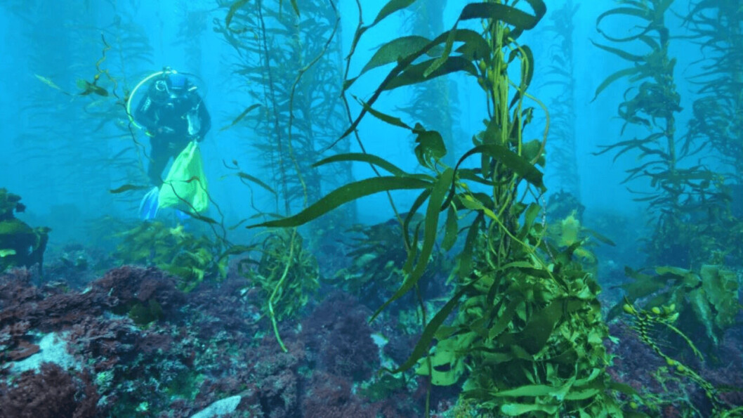 Tasmania's giant kelp forests have almost disappeared because of warming seas. Photo: IMAS. Tasmania's giant kelp forests have almost disappeared because of warming seas. Photo: IMAS.