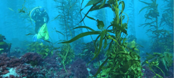 Endangered kelp thriving next to salmon pens